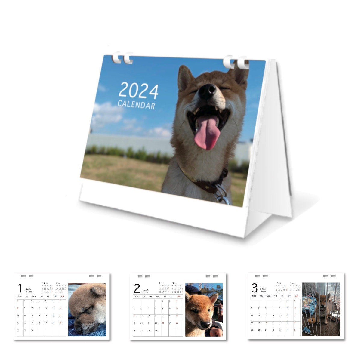 柴犬とん卓上カレンダー2024